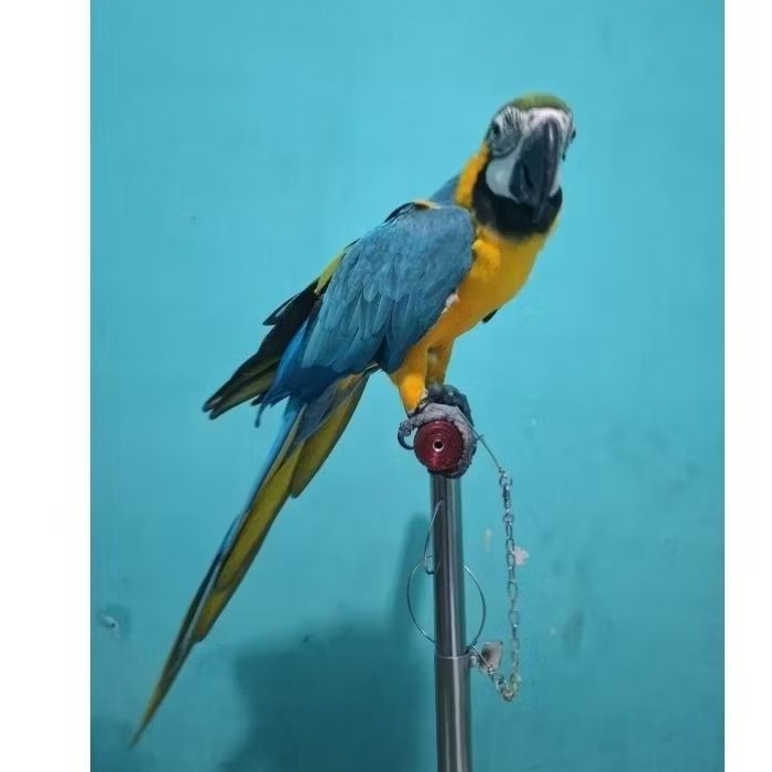 Macaw blue n gold skill free fly
