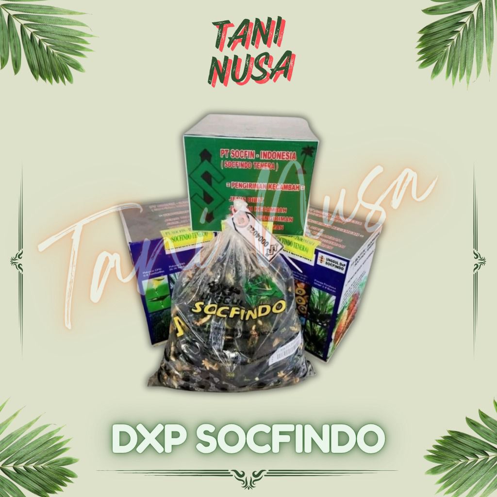 Benih bibit Kecambah sawit Varietas DxP Socfindo Unggul Berkualitas TERLARIS