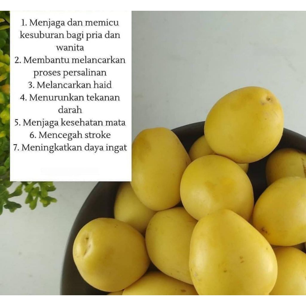 

kurma muda promil premium