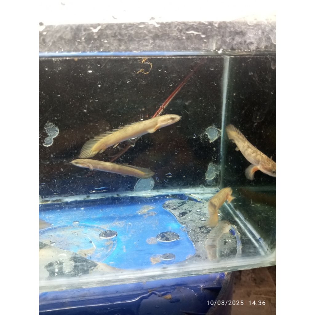 ikan palmas senegalus marble