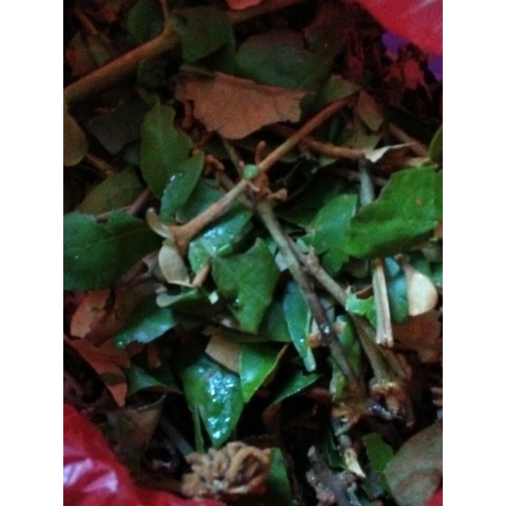 

Benalu kopi segar 500gram asli ladang kopi robusta