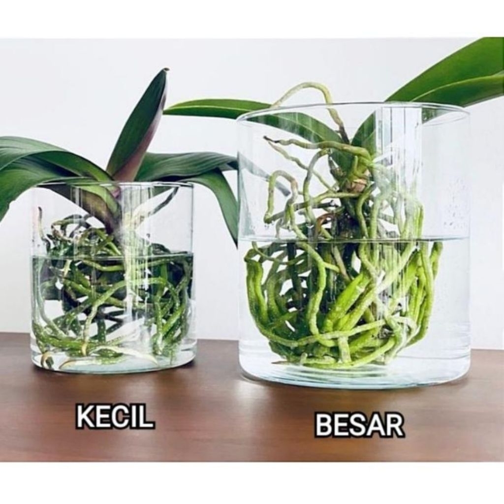 VAS BUNGA KACA BENING / VAS TABUNG / POT TANAMAN AIR HIDROPONIK - VAS ROCK