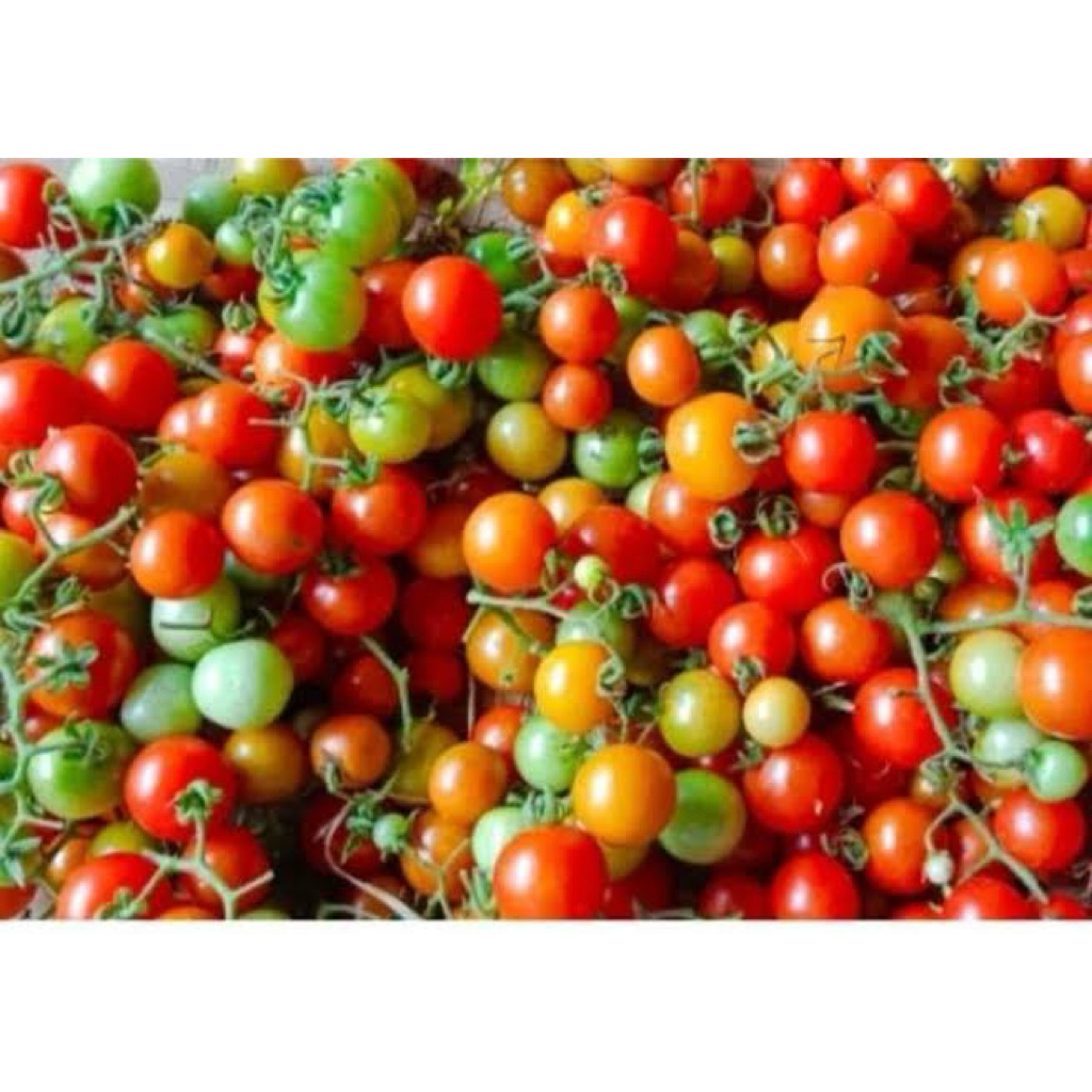 

CUNG KEDIRO/ RAMPAI -36 FRESH PALEMBANG