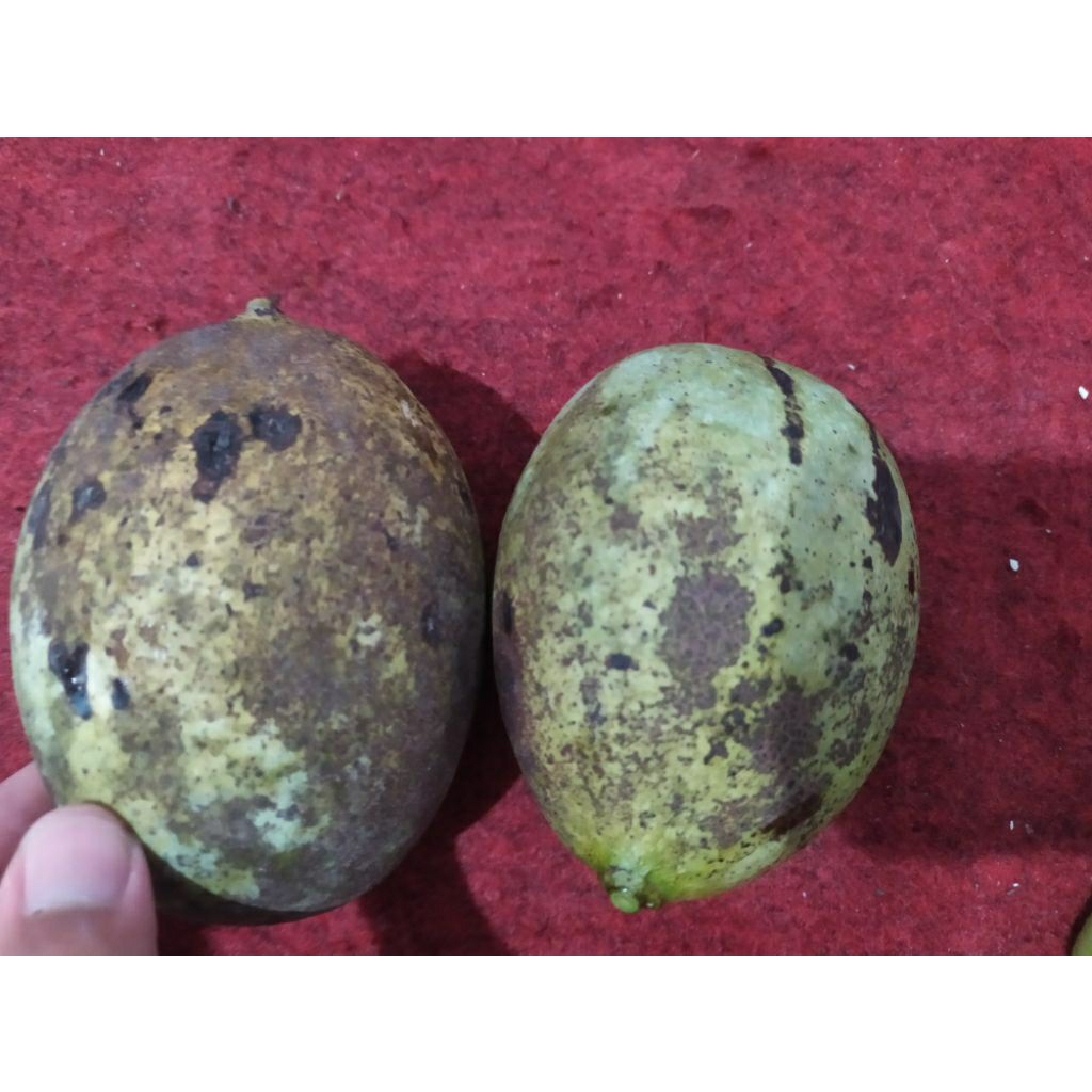 

Buah Mangga 250 gram