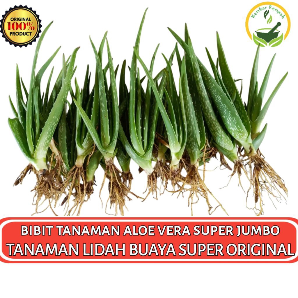 BIBIT TANAMAN ALOE VERA | Tanaman Lidah Buaya Super Jumbo Organik