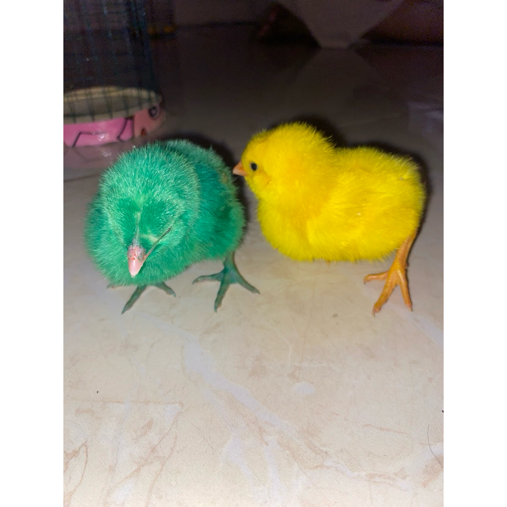 ayam warna warni