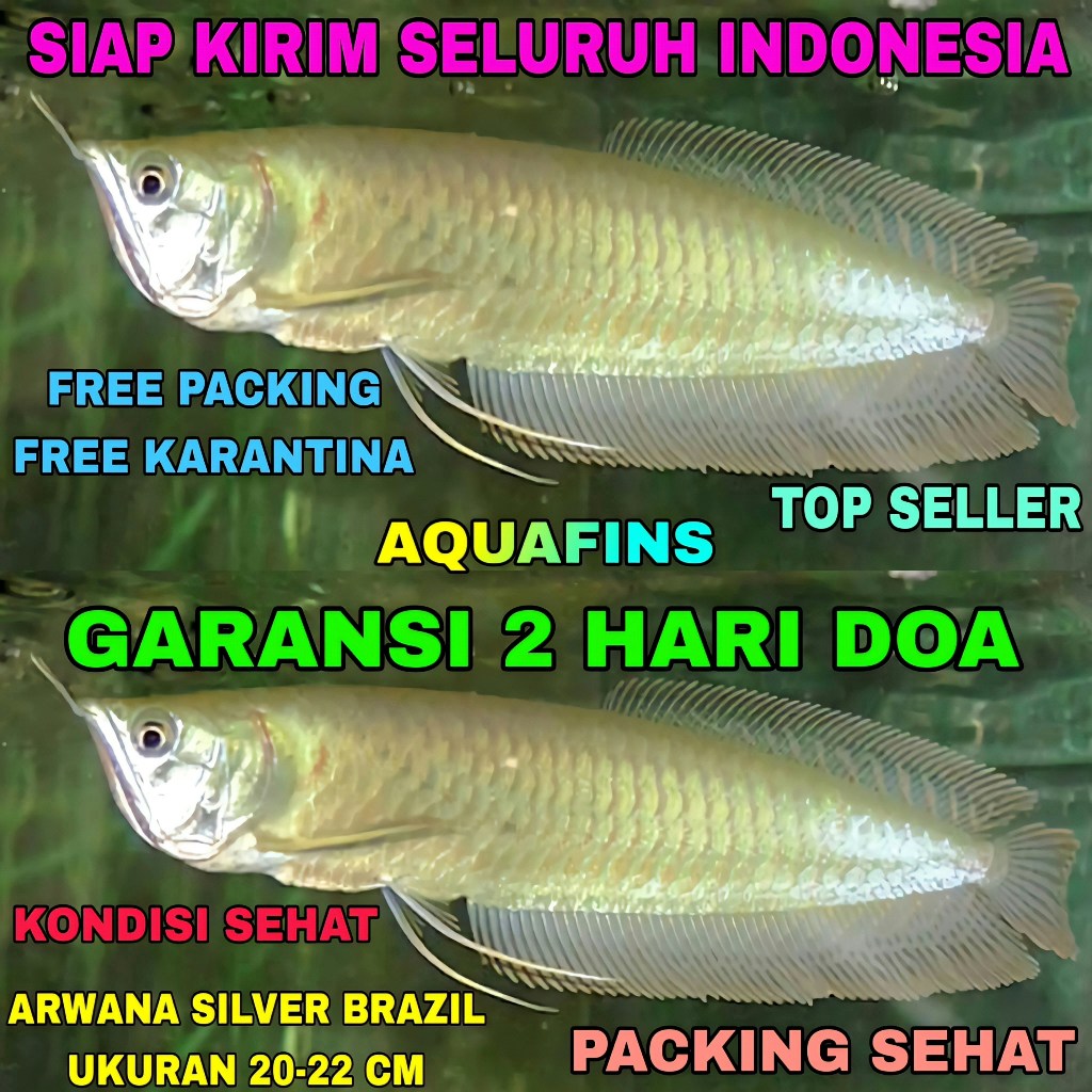 HIASAN ARWANA SILVER PERAK BRAZIL OSTEOGLOSSUM BICIRRHOSUM UKURAN 20-22 CM