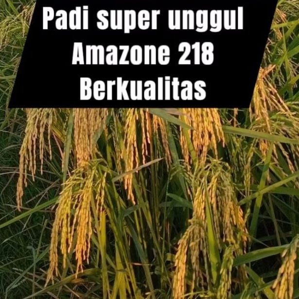 Benih padi super unggul varietas Amazone 218 Paket 1kg