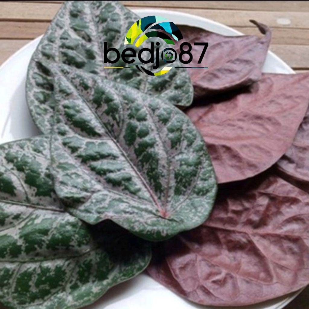 

BEDJO87YPF/Daun sirih merah perlembar/pipercrocatum