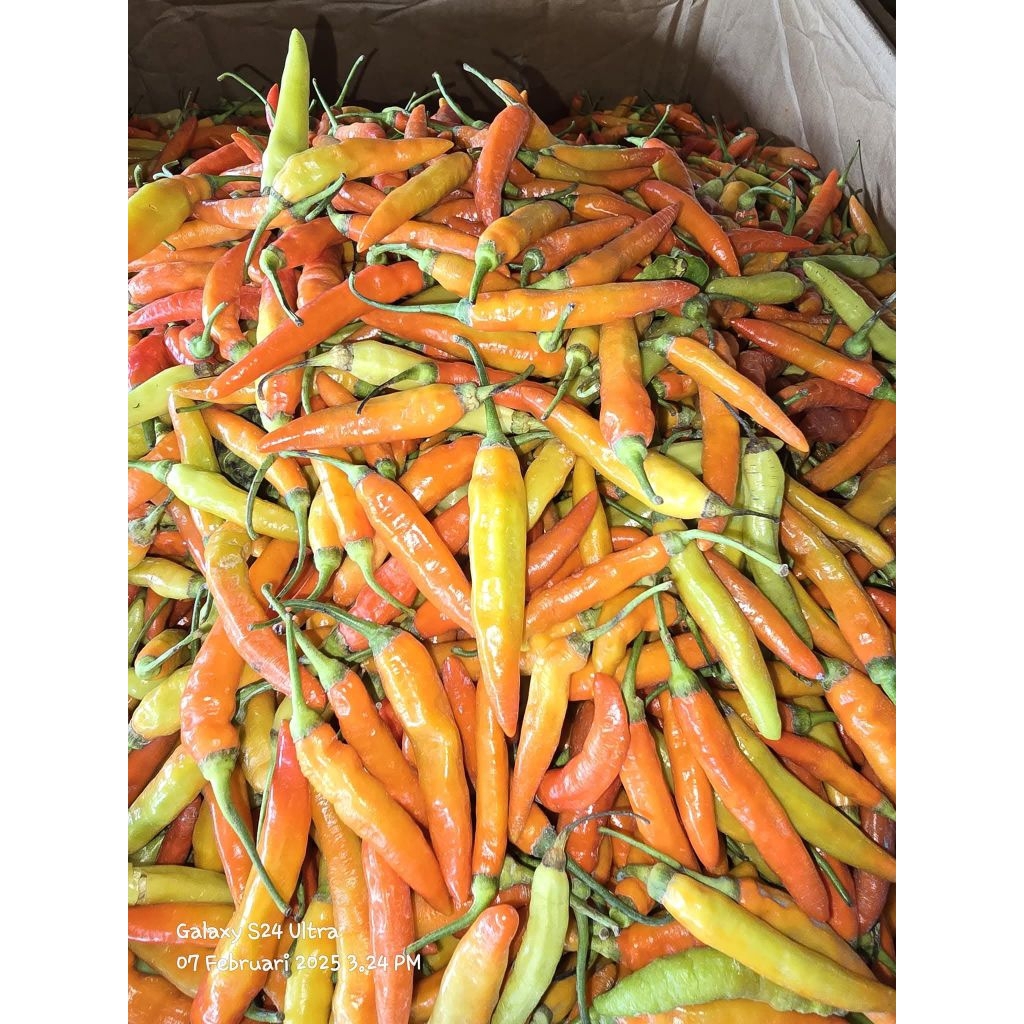 

Cabai Setan ORI fres 1 kg dan 1/2 kg kwalitas premium