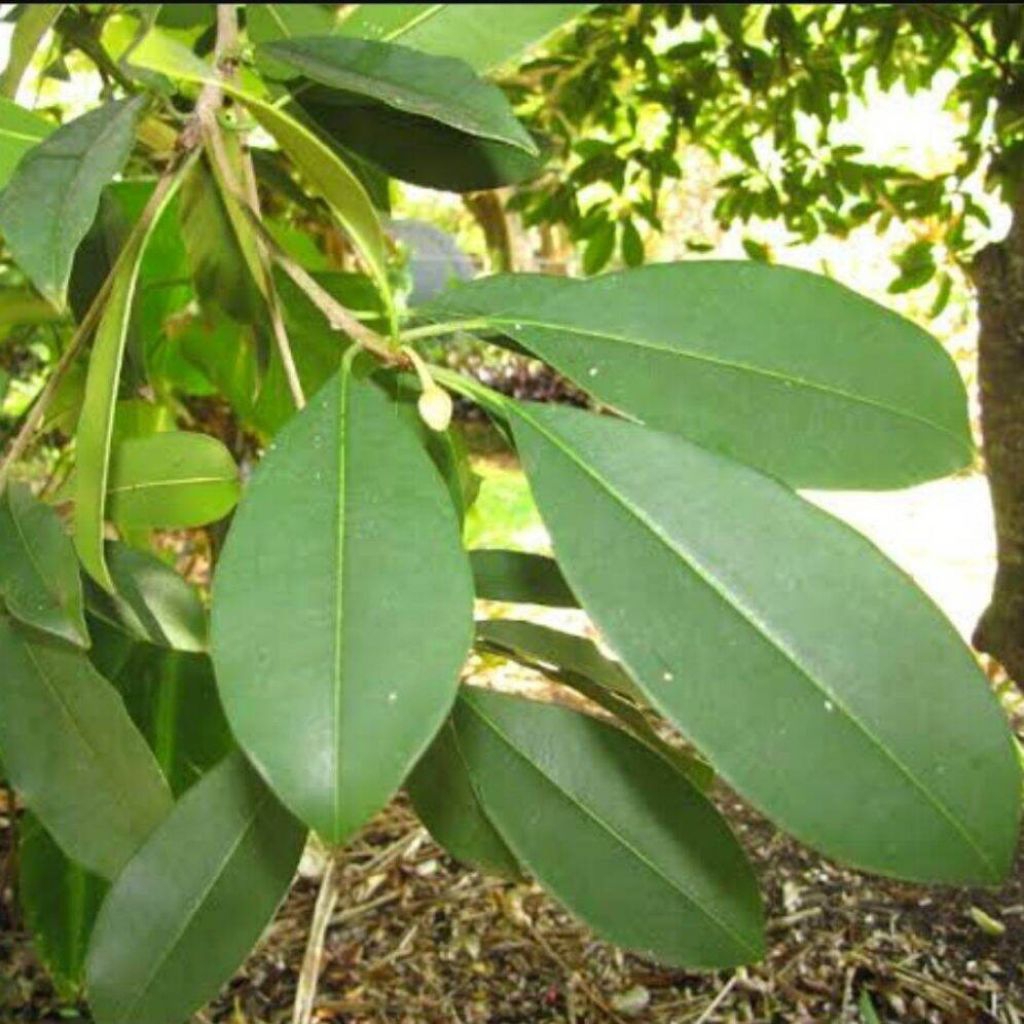 

Daun sawo freshh 1000gram