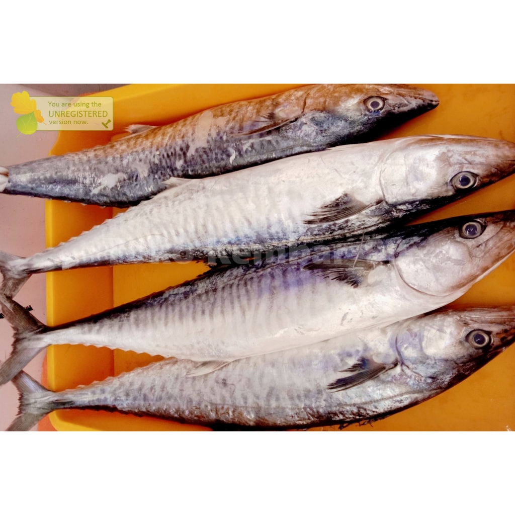 Ikan Tenggiri Segar 1Kg Ikan tenggiri Jantan Ikan Tengiri