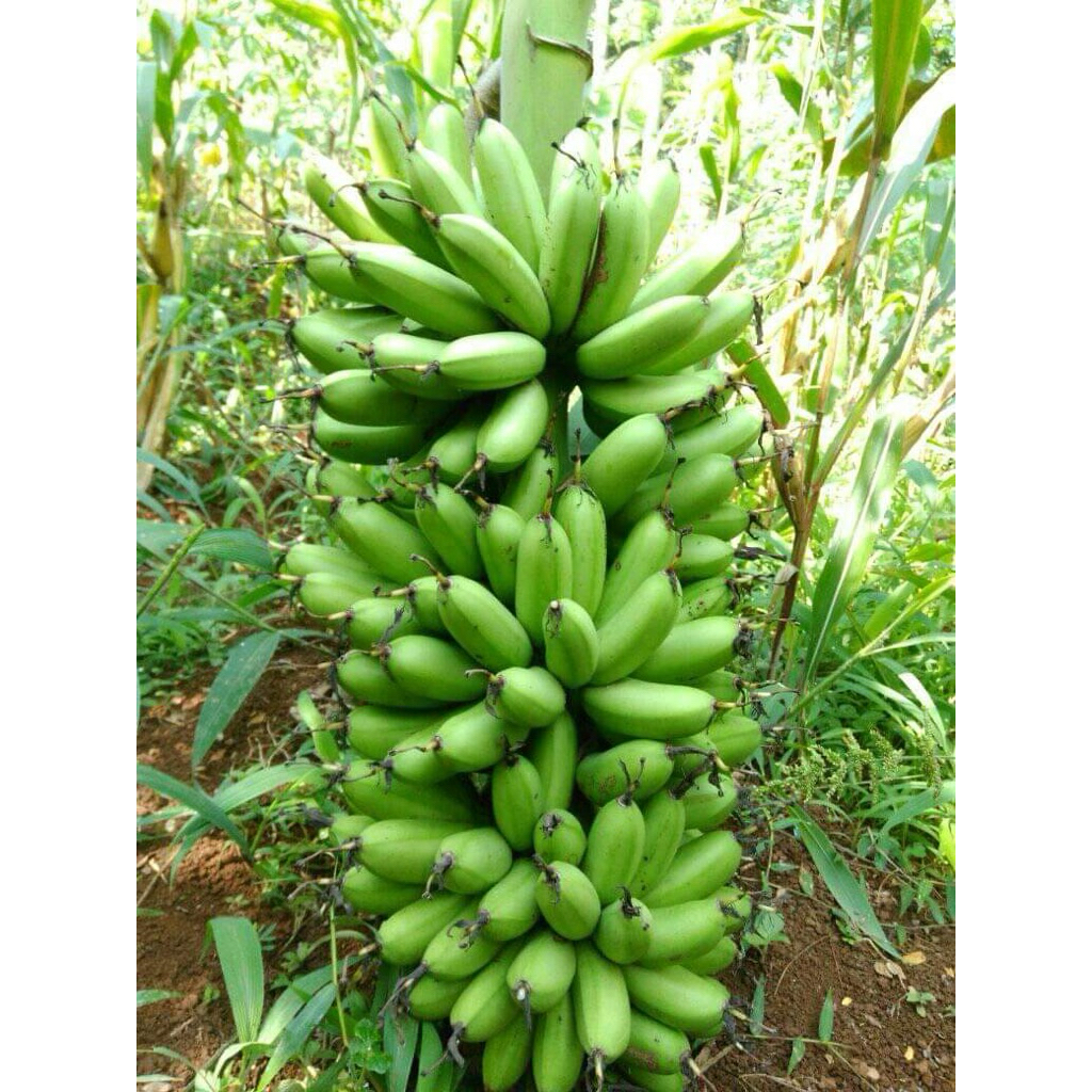 

Pisang Emas Muda | 1kg
