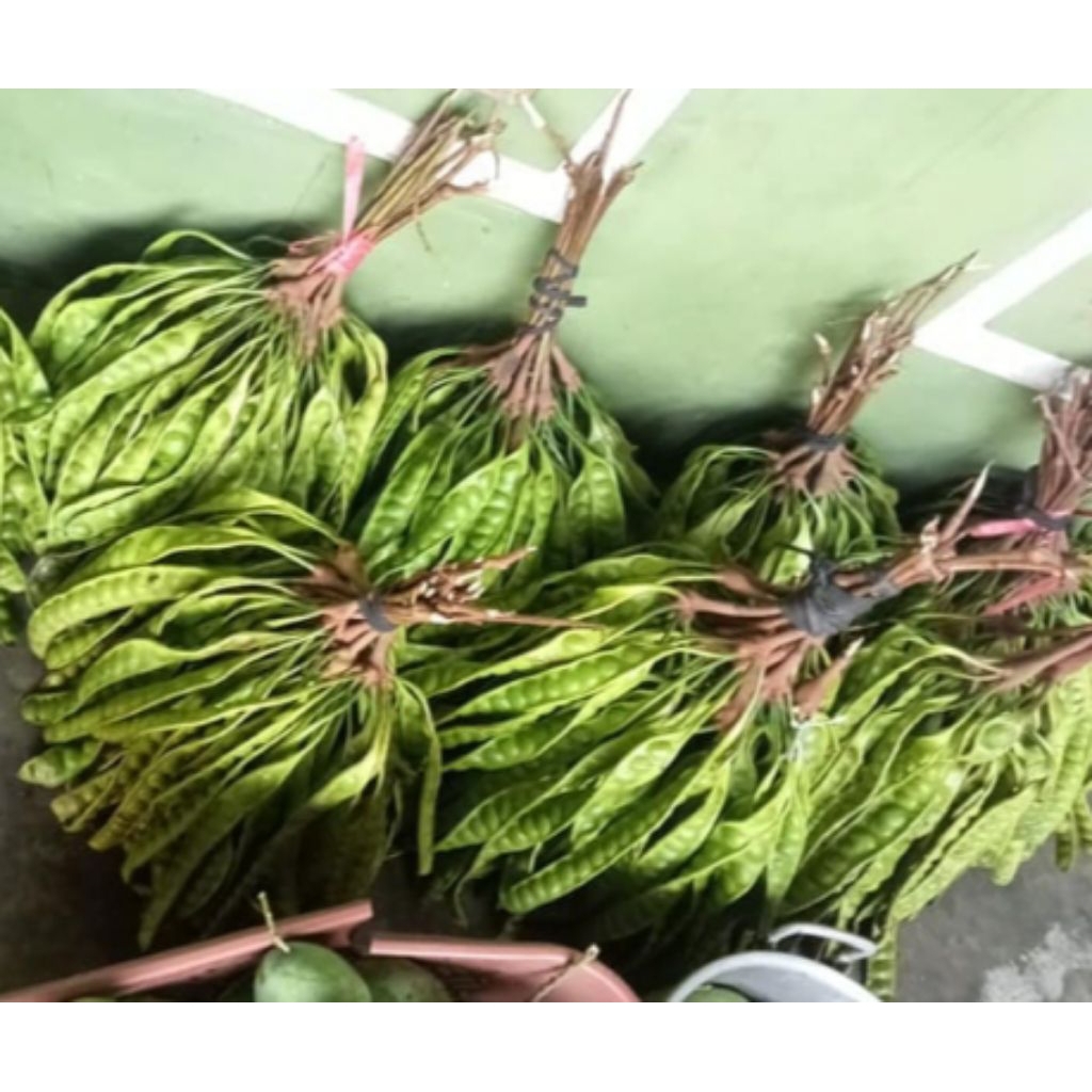 

Pete tua Panjang 1 Ikat (10 papan) asli lumajang