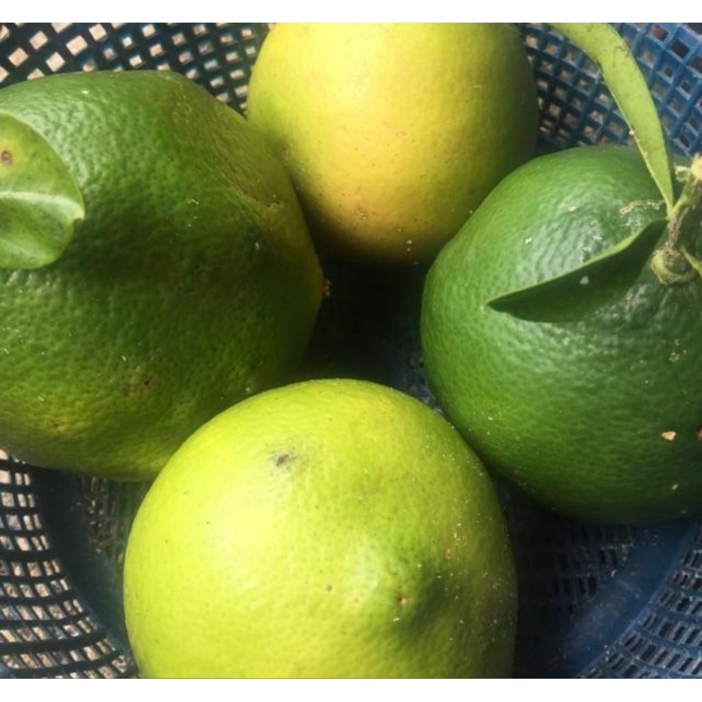 Buah jeruk bali mini jeruk bali kecil 1 kg-az