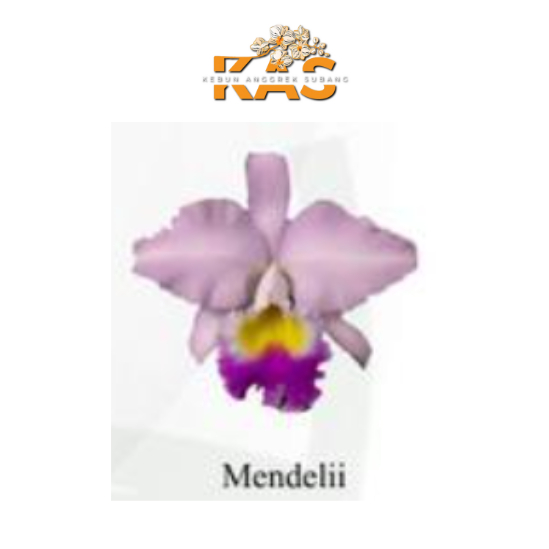 CATTLEYA REMAJA ID MENDELII