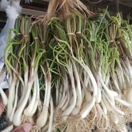 

Lengkio bawang batak 1pack