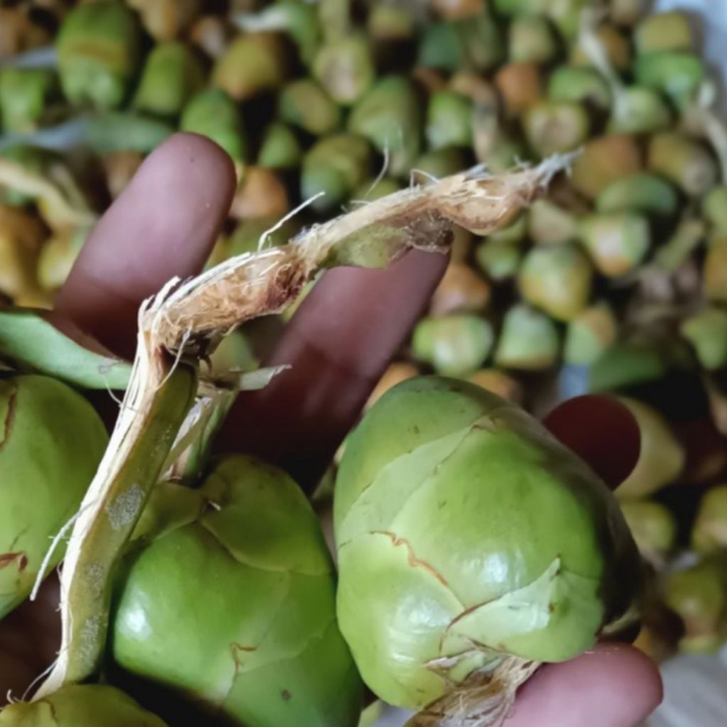 

Beluluk kelapa kecil fresh obat herbal jamu diabetes