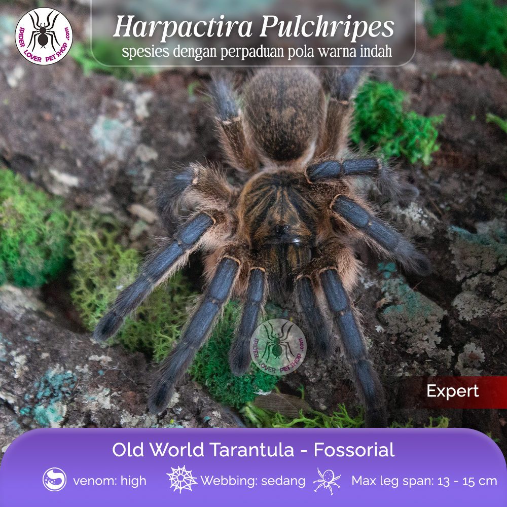 TARANTULA HARPACTIRA PULCHRIPES - FEMALE