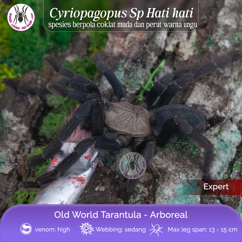 TARANTULA CYRIOPAGOPUS SP HATI HATI - JUVI