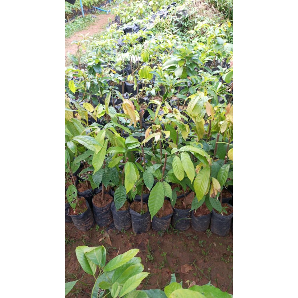 bibit kakao mcc02 Sulawesi