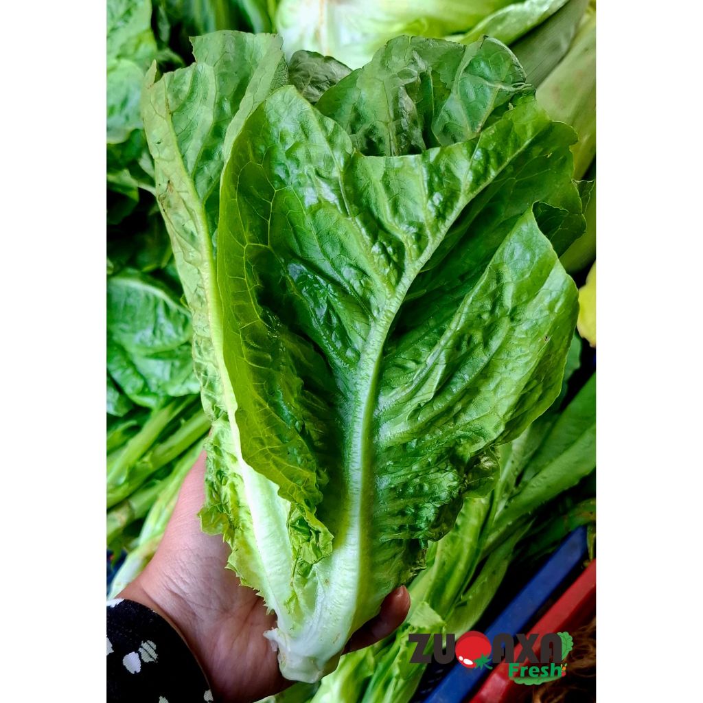 

Romaine / Romain / Selada Romaine 250 gr