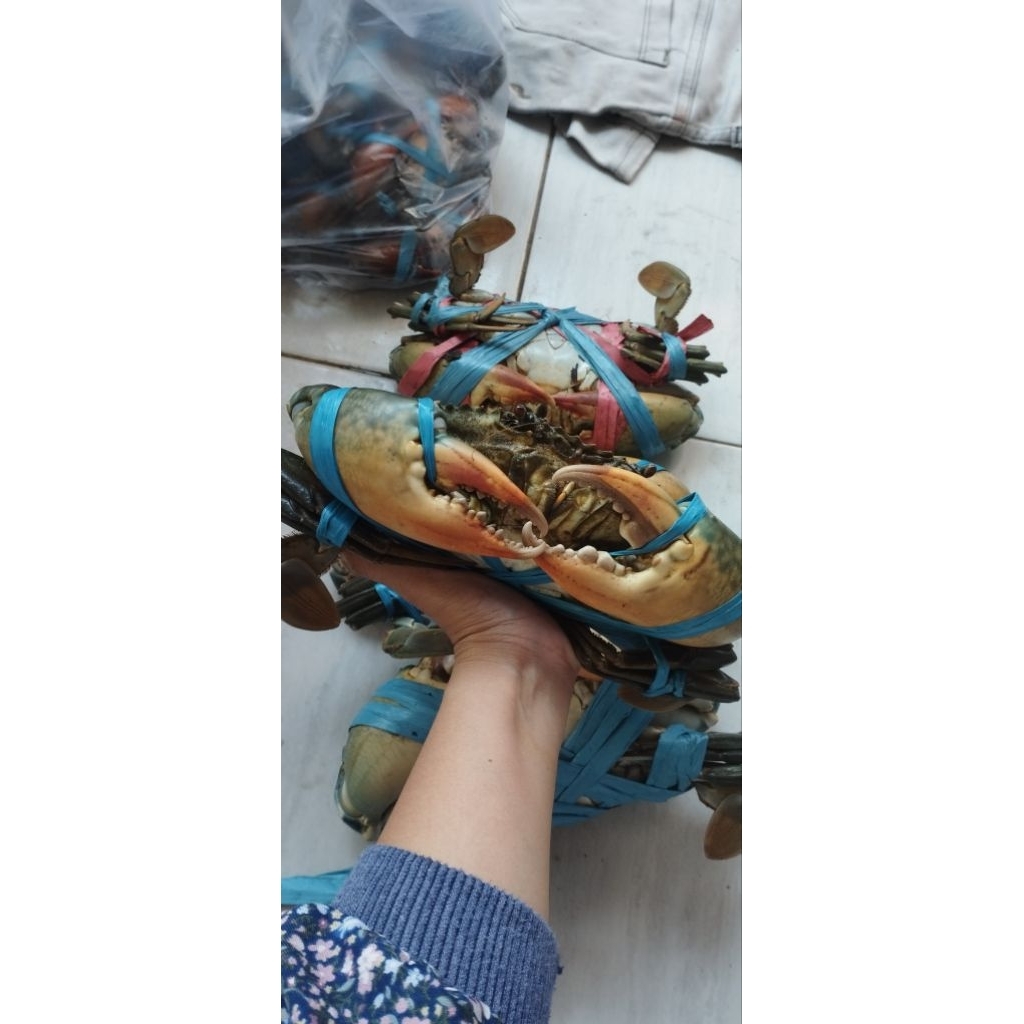 

KEPITING MANIS (SUPER) Isi 3