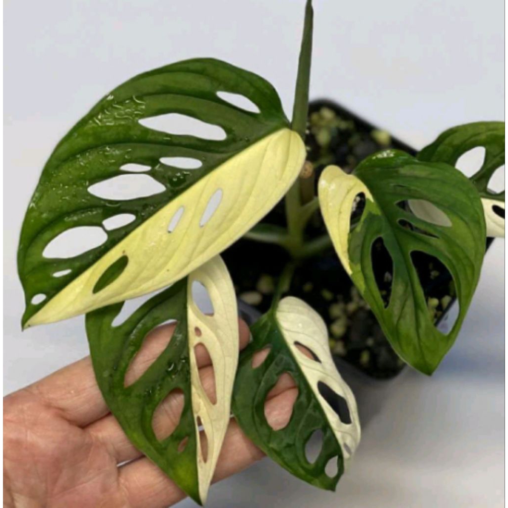 bunga monstera Janbol/janda bolong variegata daun rimbun