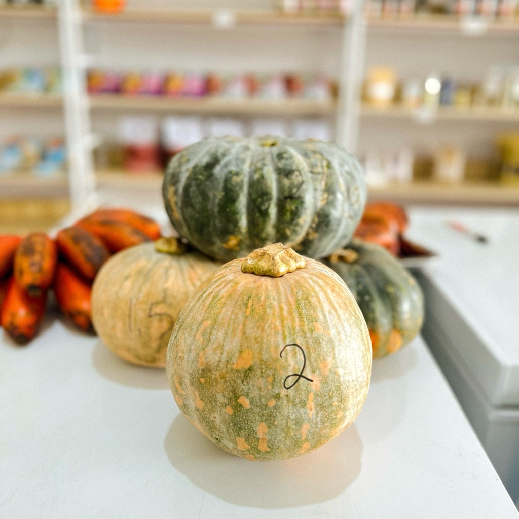 

Labu kuning | labu kuning kampung