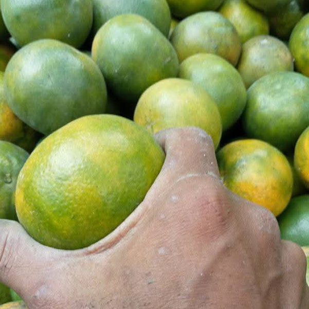 

buah jeruk manis dan segar(500gr dan 1000gr)di jamin fress dengan kualitas premium