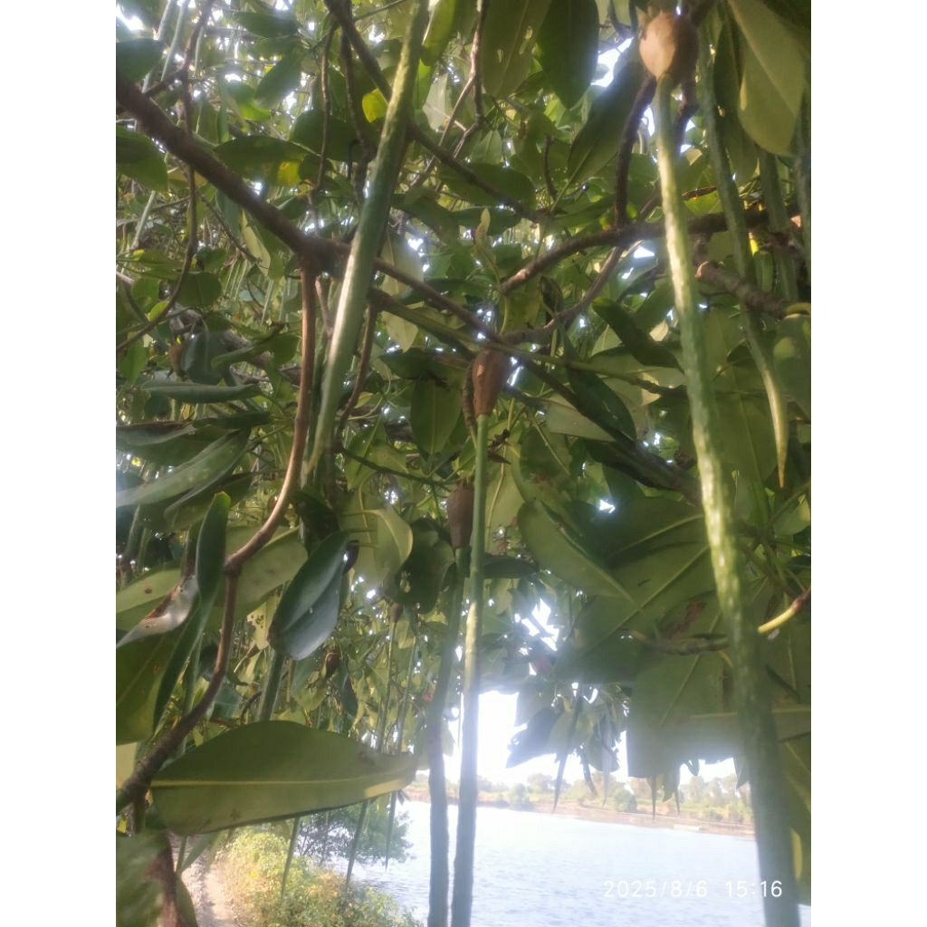 bibit magrove /bakau 1000 an