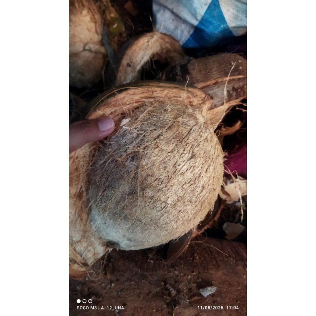 

[khusus instan] kelapa parut ukuran sedang santan kelapa murni