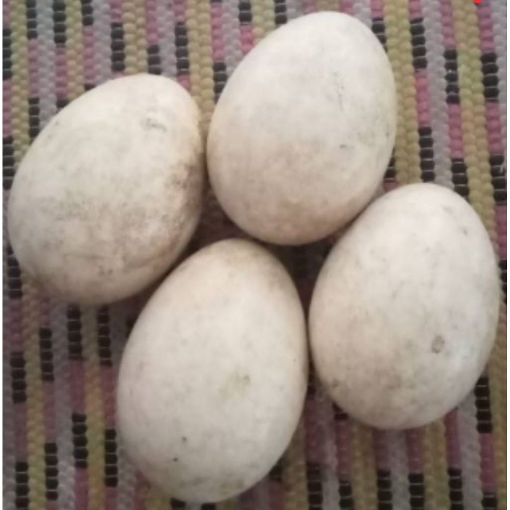

Telur Angsa Gagal Tetas ( Tembuhuk )