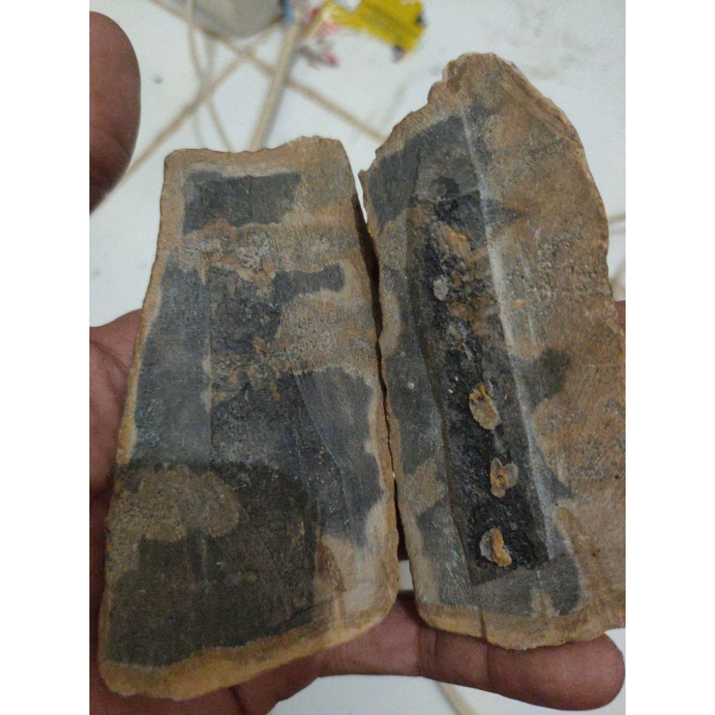 fosil kayu Ulin Sumatra