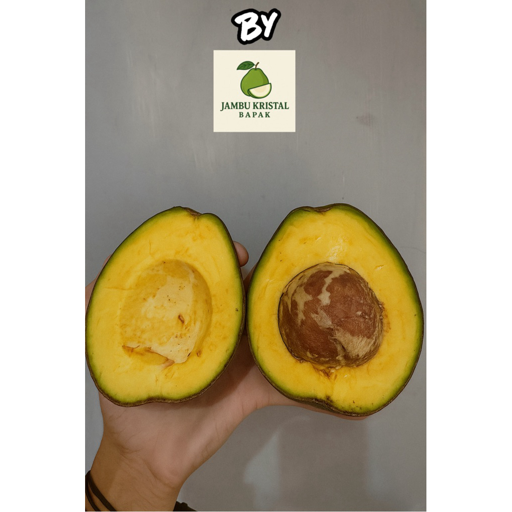 

Alpukat Mentega Bergaransi ukuran sedang 4-6 buah/kg