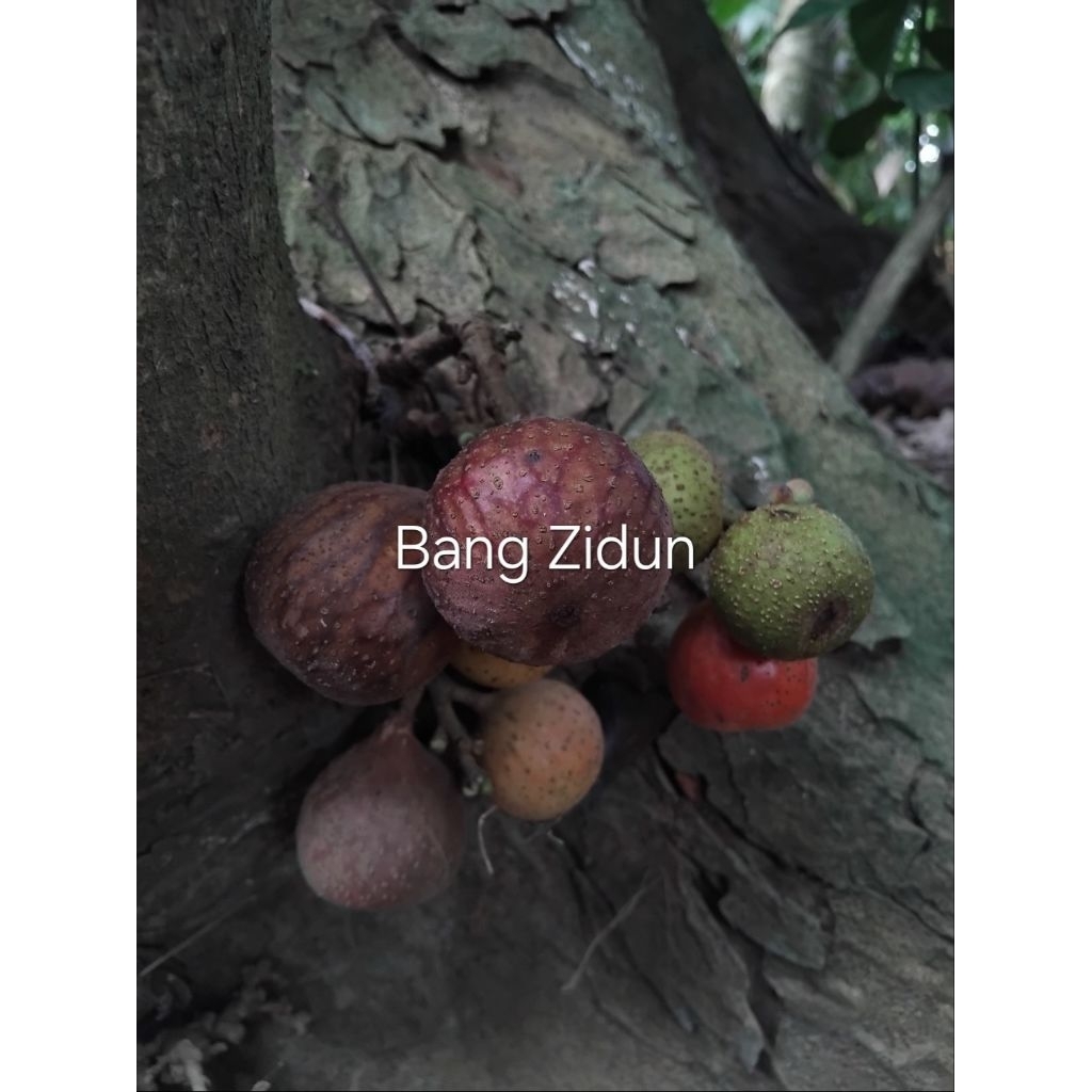 

Buah loa matang, Buah tin hutan matang fresh petik langsung di pohon, stok terbatas 104g lebih