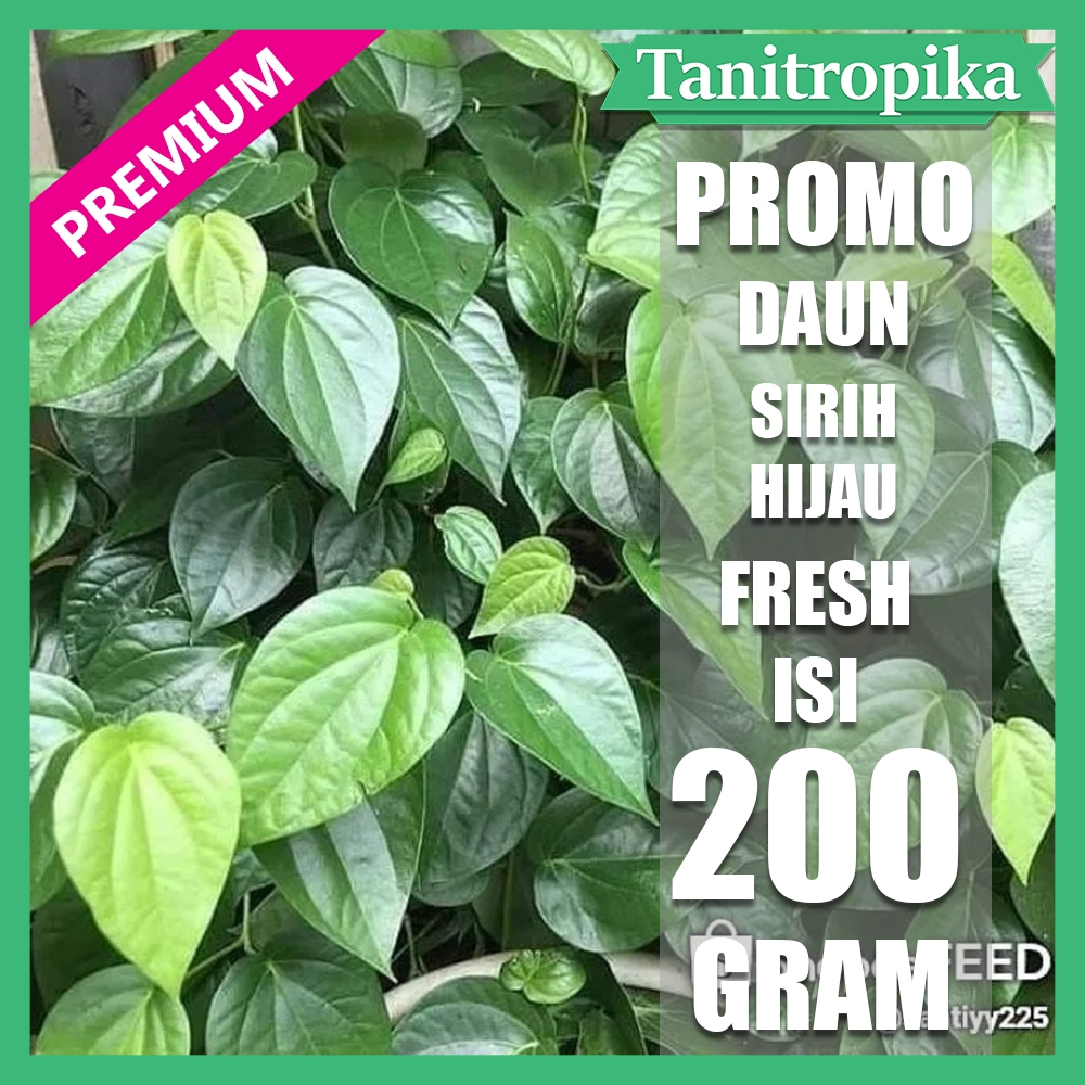 

Daun Sirih Segar 200 Gram Obat herbal Alami tani tropika