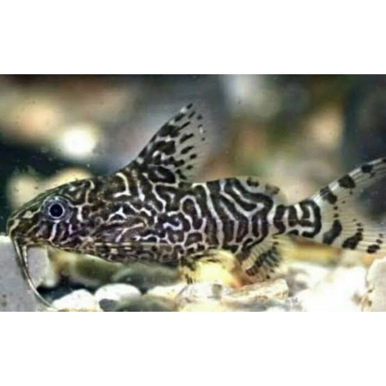 Tankmate Ikan Sapu sapu Synodontis sino Eupterus / Ikan Hias Pembersih Aquarium