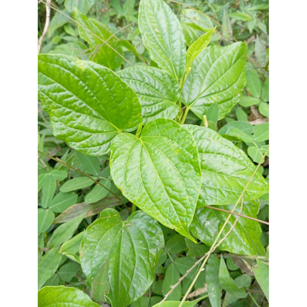 

Daun karuk segar/ daun sirih tanah 150 gram