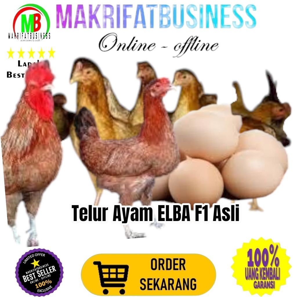

MAKRIFATBUSINESS Paket 1Pcs Telur FERTIL Ayam ELBA F1 ASLI Untuk Ditetaskan Produksi Farm Profesional Mitra Makrifatbusiness