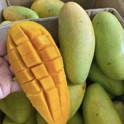 

Buah mangga golek manis mangga segar super fresh 1 kg