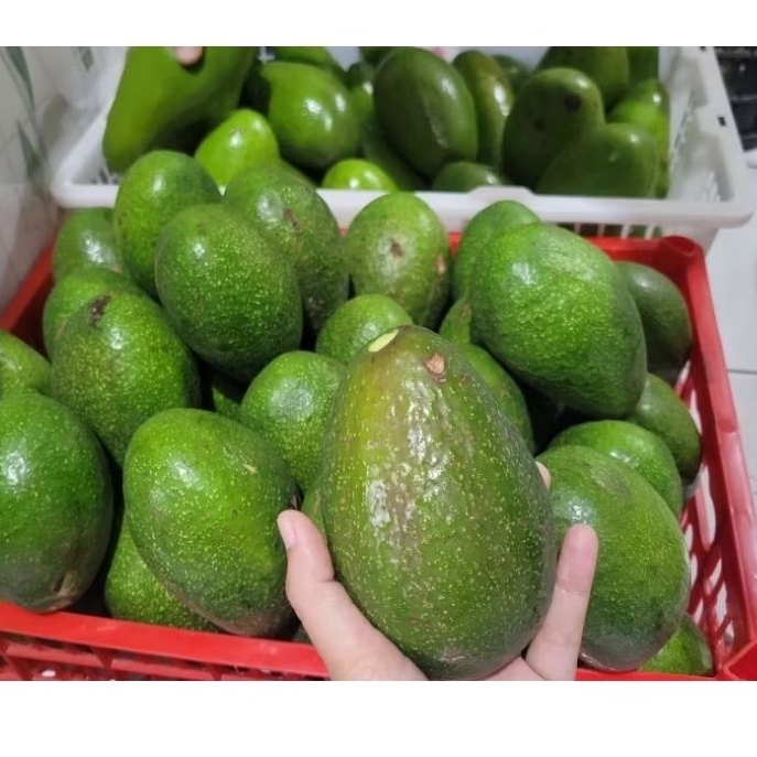 

Alpukat Mentega Red Vietnam (Premium) isi 3-4 buah