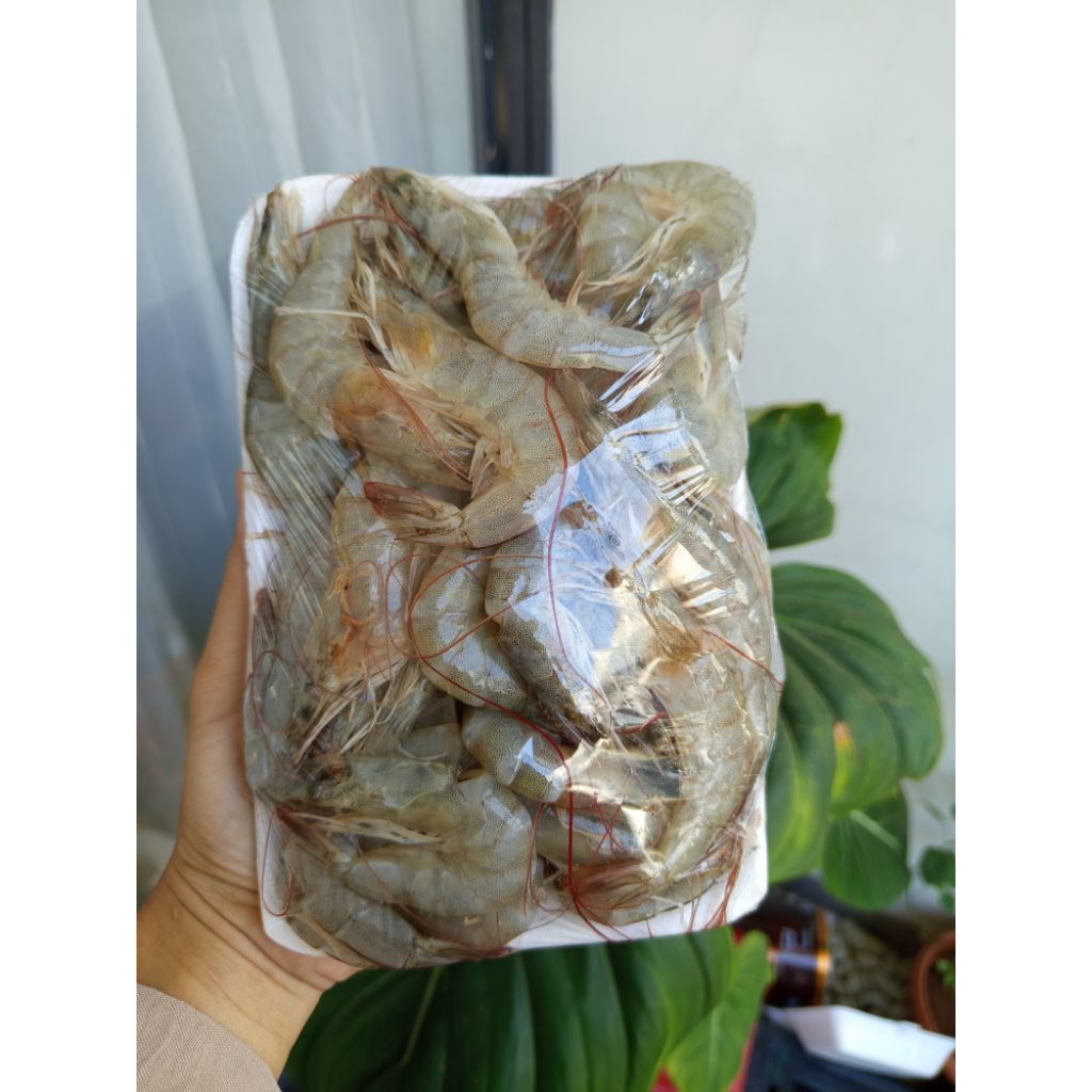 

Udang Udang Mentah 1000gram 500gram 250gram