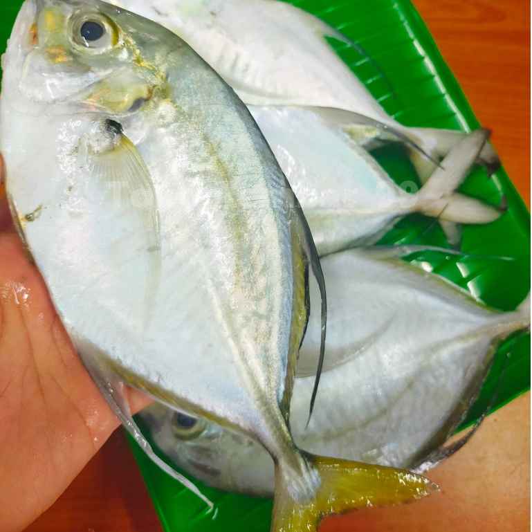 

Ikan Kuwe Segar 1Kg Ikan Kuwe Gepeng Ikan Kue