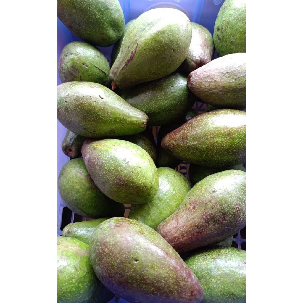 

alpukat mentega lokal