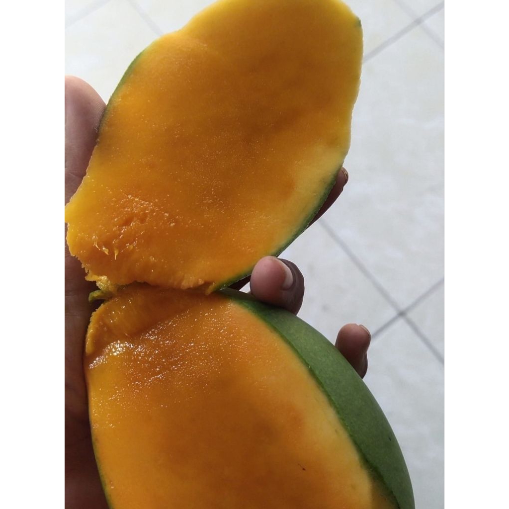 

Mangga Gadung ( Arum Manis) Spek Pasar Grade A