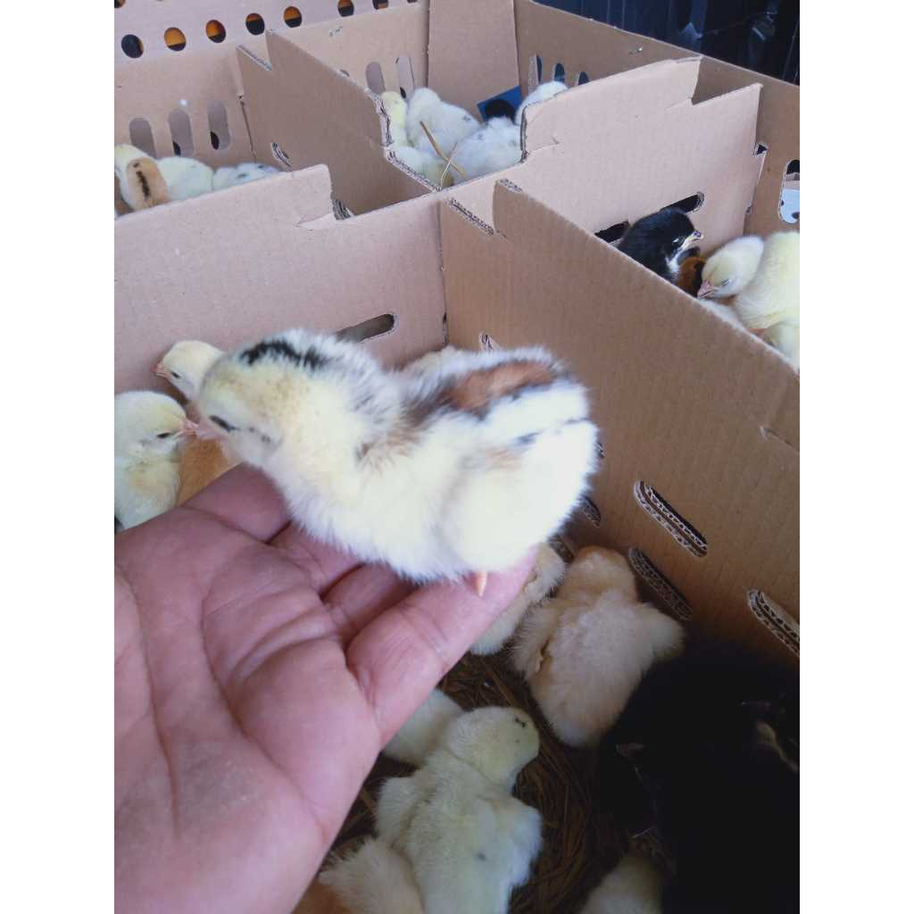 DOC ayam KUB Bandung Area