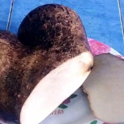 

uwi segar, umbi uwi siap masak, makanan alternatif pengganti nasi, sehat dan alami