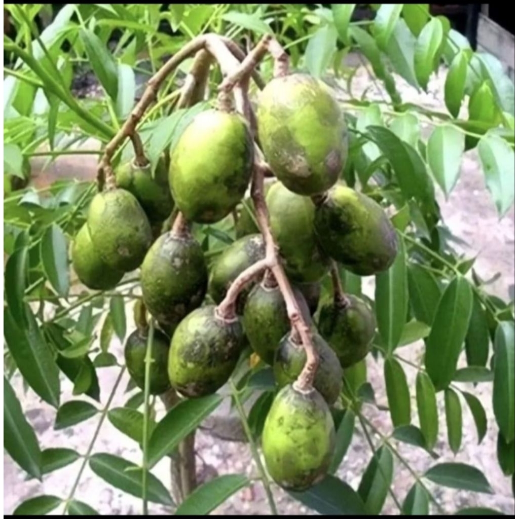 

Bibit Kedondong Mini Cepat Berbuah