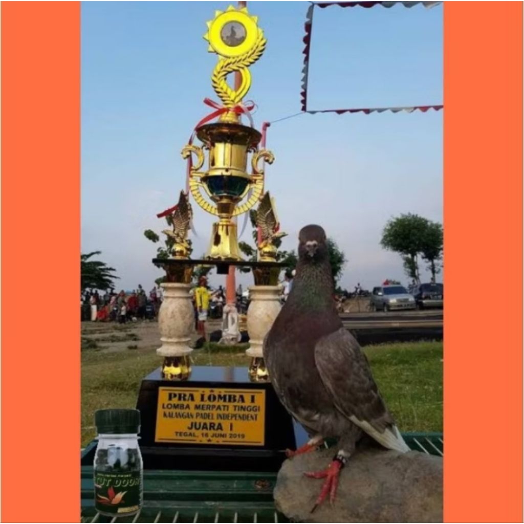 Pil Setut Door Jamu Merpati Kolong dan Balap isi 100 Butir extra power and speed losdor los door tem